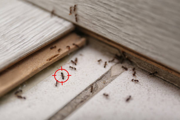 Best Flea Control Services  in West Milton, PA