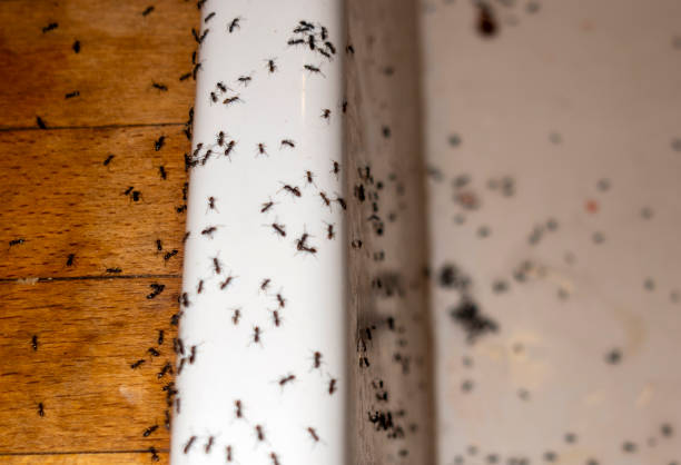 West Milton, PA Pest Control Company